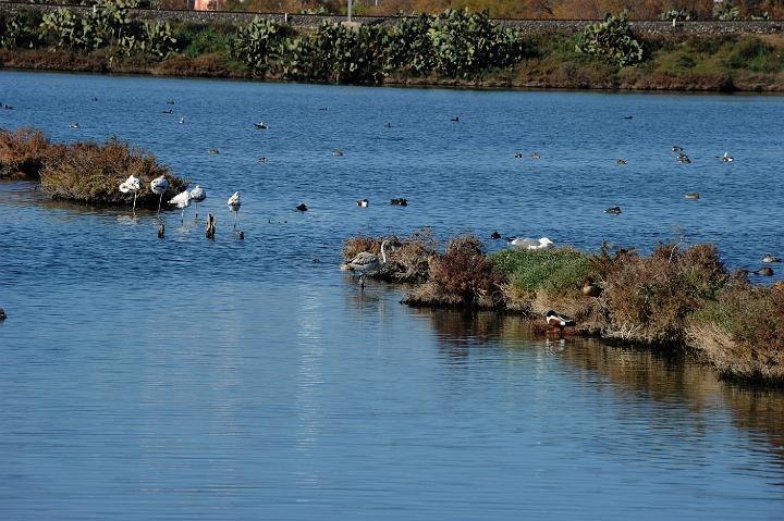 2Saline di Augusta 16.1.2011 (127).jpg